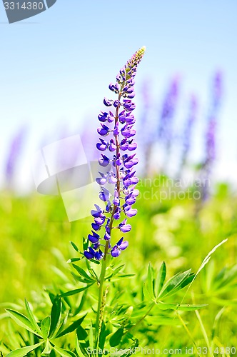 Image of Blooming lupine 