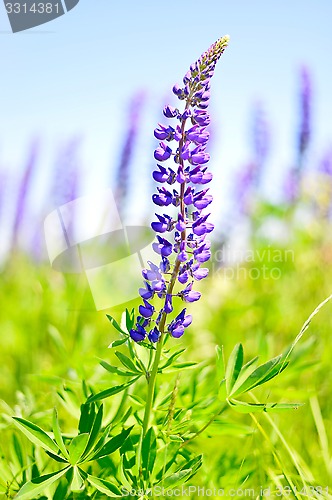 Image of Blooming lupine 