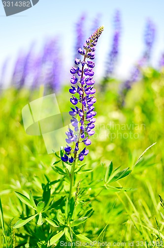 Image of Blooming lupine 