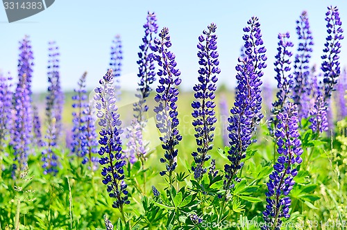 Image of Blooming lupine 