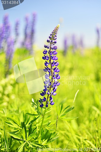 Image of Blooming lupine 