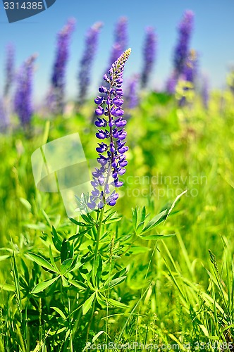 Image of Blooming lupine
