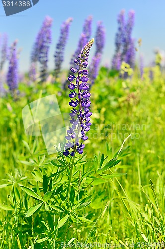 Image of Blooming lupine 