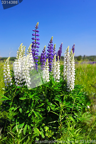 Image of Blooming lupine 