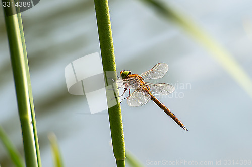 Image of Dragonfly  close up 