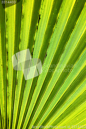 Image of abstract green leaf  