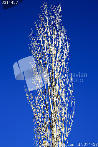 Image of dead wood in the  morocco africa winter