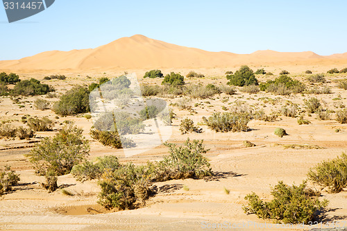 Image of  bush old fossil in  the desert of  sahara  