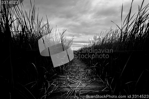 Image of Wooden path trough the reed