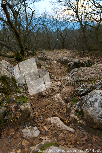 Image of Forest landscape