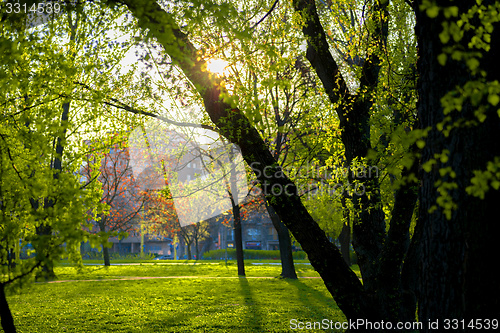 Image of Green leaves of a tree in sunlight
