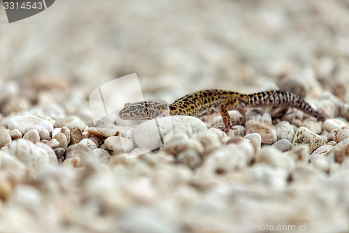 Image of Gecko lizard on rocks 