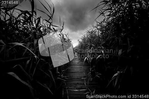 Image of Wooden path trough the reed