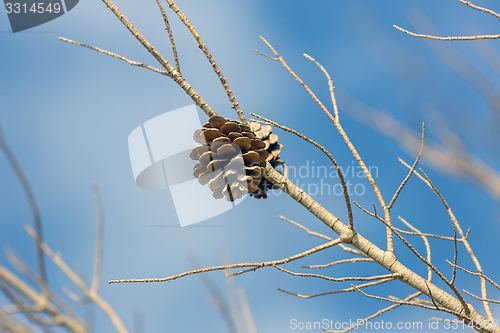 Image of Abstract hoto of some winter branches