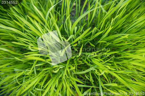 Image of Closeup photo of fresh green grass