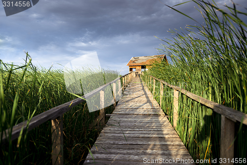 Image of Wooden path trough the reed