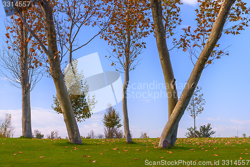 Image of Green lawn and trees at the park