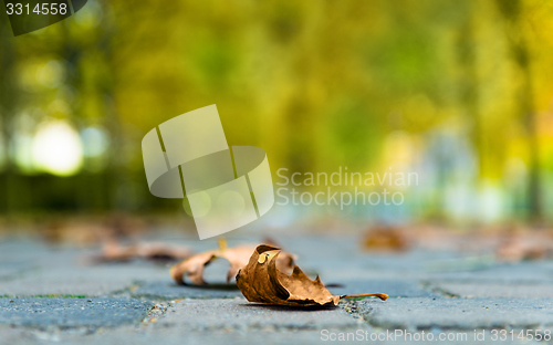 Image of Autumnal leaf on the ground