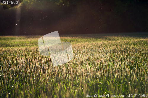 Image of Cultivated land closeup