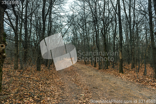 Image of Small Pathway going trough the park