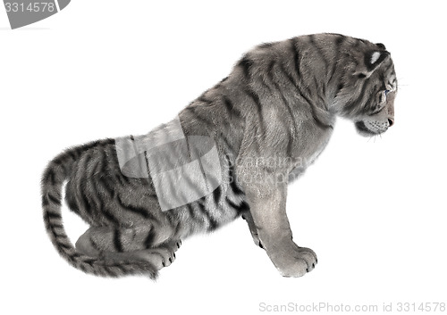 Image of White Tiger