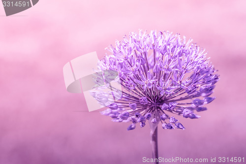 Image of Allium Giganteum in violet colors