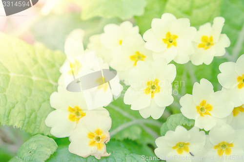 Image of White flowers on green background