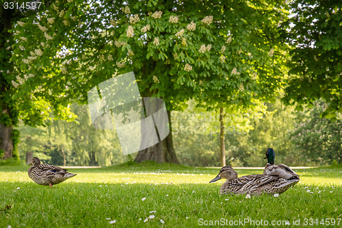 Image of Ducks relaxing in a park