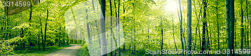 Image of Green forest panorama landscape