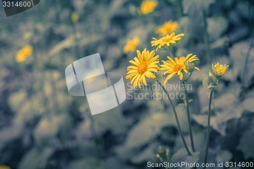 Image of Marguerites on blue background