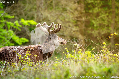 Image of Deer on a meadow