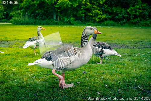 Image of Three geese on green grass