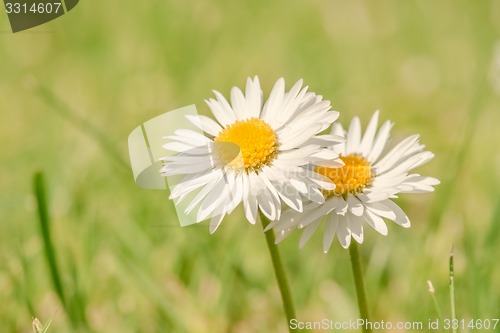 Image of Marguerites on a green background