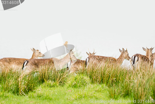 Image of Deer herd on a meadow