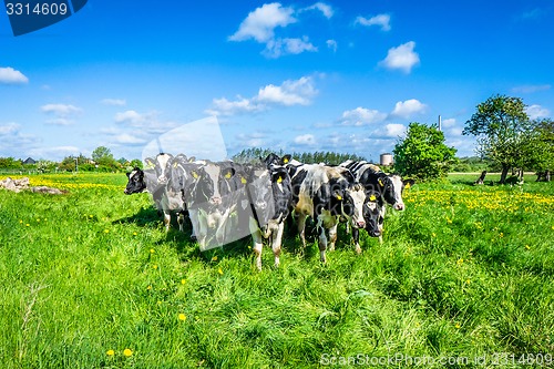 Image of Cows on the country