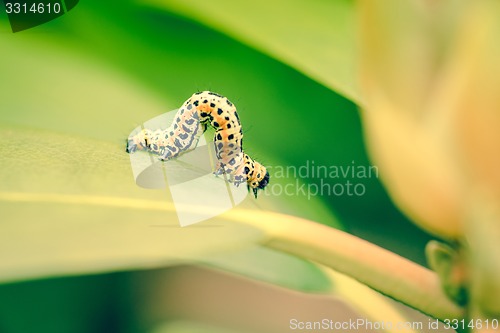 Image of Ccaterpillar in the garden