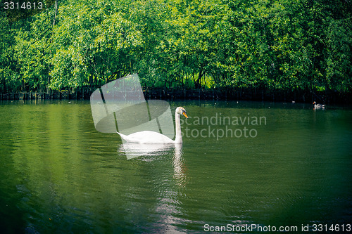 Image of Swan in green nature