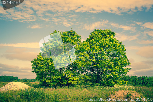 Image of Two green trees on a field