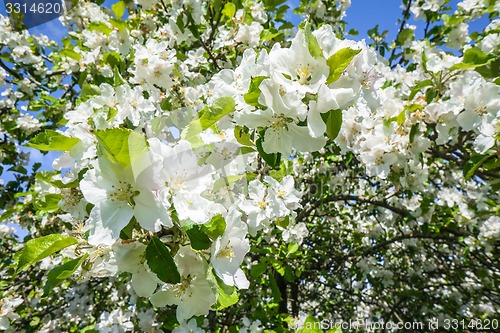 Image of Blooming cherry tree in the spring