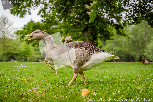 Image of Wild geese in a park