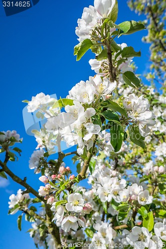 Image of Flowers on a cherry tree