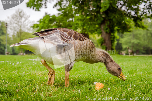 Image of Goose searching for food