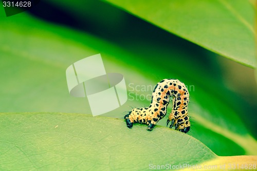 Image of Erannis defoliaria caterpillar crawling