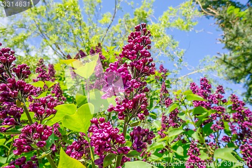 Image of Buddleja bush in a garden