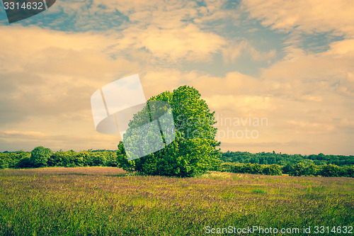 Image of Big green tree on a field