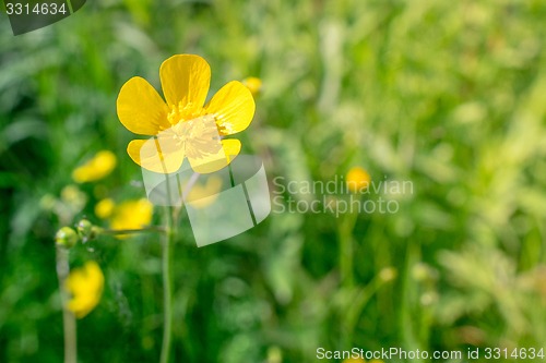 Image of Buttercup flower in green nature