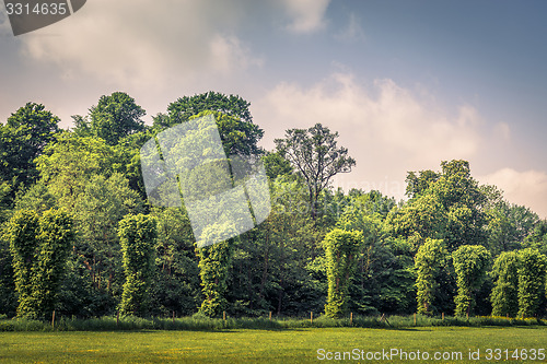 Image of Trees on a row on a field