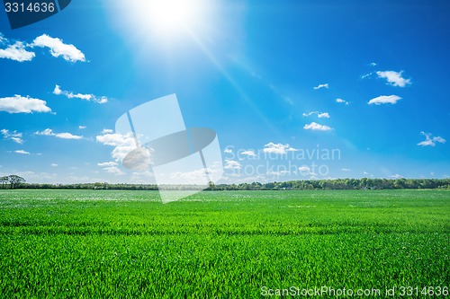 Image of Countryside field with sunshine