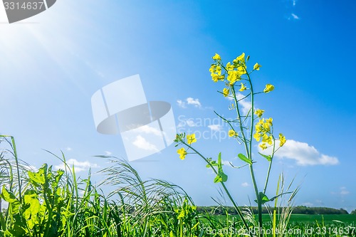 Image of Canola flower in green grass