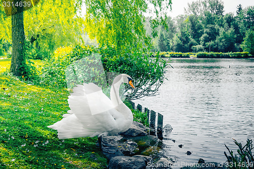 Image of Swan on the shore